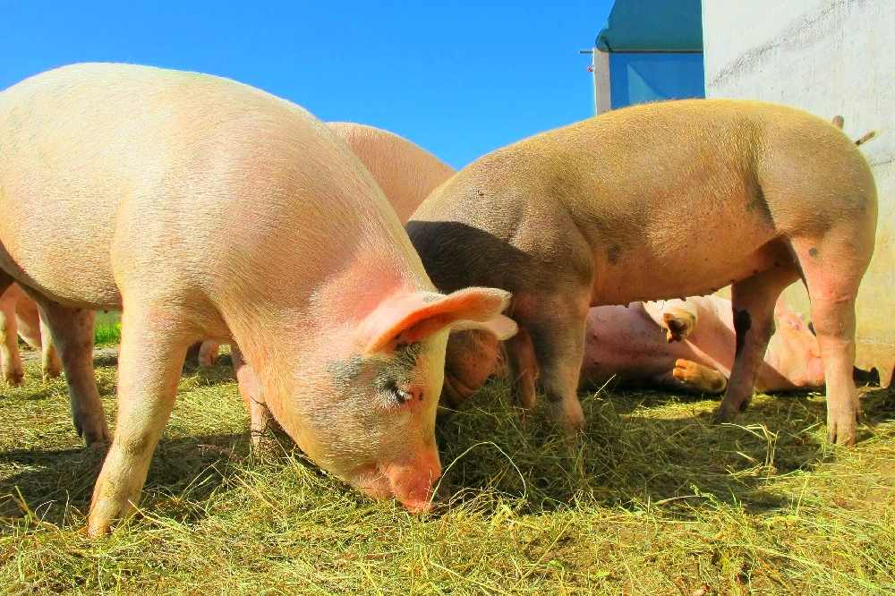 Una superbacteria llamada Mrsa podría transmitirse de cerdos a humanos con facilidad, siendo muy pelogoros