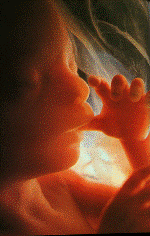 Embryology In Quran