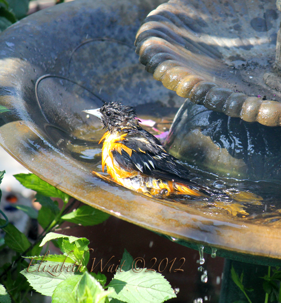 IMG_7896-2012-07-7-20-36.JPG
