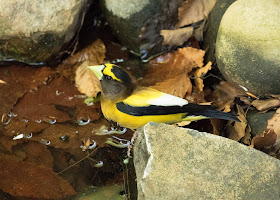 Evening Grosbeak - Hartwick Pines, Michigan, USA