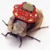 Cyborg Cockroach Sparks Ethics Debate