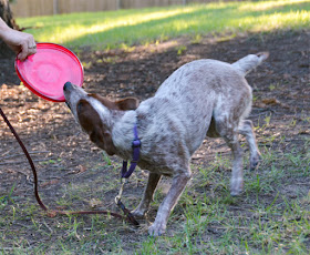 Stumpy Tail Cattle Dog with frisbee