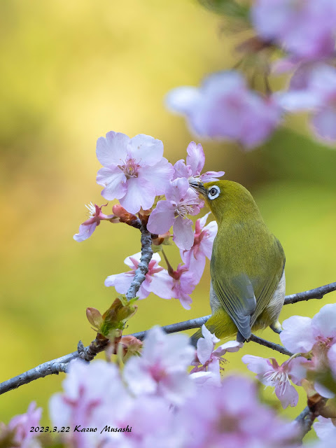 桜と言ったらやはりメジロでしょうか、公園にやって来たメジロ