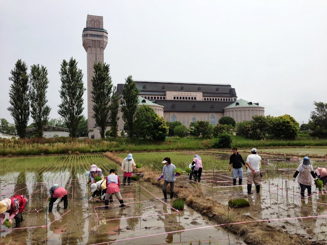 こしがや田んぼアート2013ウルトラマン（田植え）