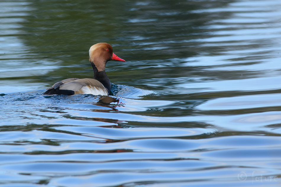 Punanokk-vart, Netta rufina, Red-crested Pochard, duck