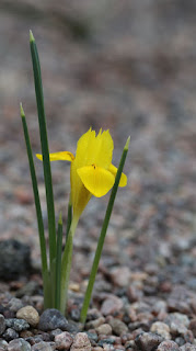 Iris danfordiae