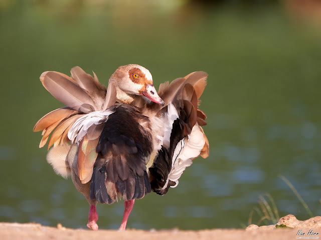 Egyptian Goose