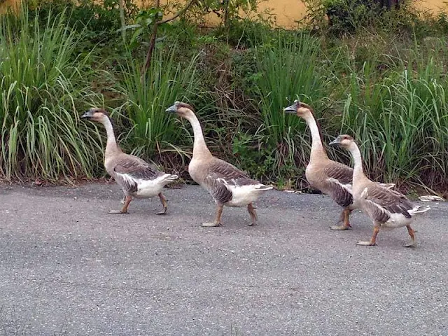 Chinese Geese