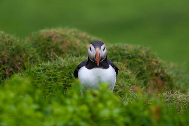 Isola di Mykines-Puffin-Pulcinella di mare