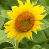 Bunga Matahari Dari Neraka : Mengetahui Fakta Dan Manfaat Dari Bunga Matahari - Jual ... : Bunga yang berasal dari amerika utara tersebut memiliki nama latin helianthus annuus l, memiliki diameter hingga 30 cm dan merupakan jenis bunga majemuk karena sebenarnya tersusun dari ratusan hingga ribuan bunga kecil dalam satu tongkol.karena sifatnya selalu condong ke matahari, maka pada perkembangannya peneliti mengembangkan spesies baru tidak memiliki sifat seperti itu, karena dinilai.