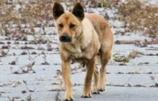 https://magda-world-spisane.blogspot.com/2021/09/How-to-help-a-stray-dog.html?m=1