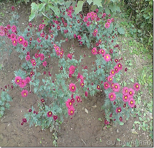 guldavri-red variety