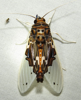 Idalus sp.