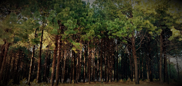 Pine forests Netarhat