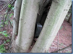 4989 Laurel Creek Conservation Area - found the Septomaple Geocache