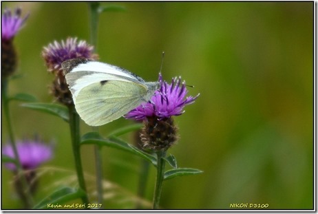 Bempton Cliffs - August
