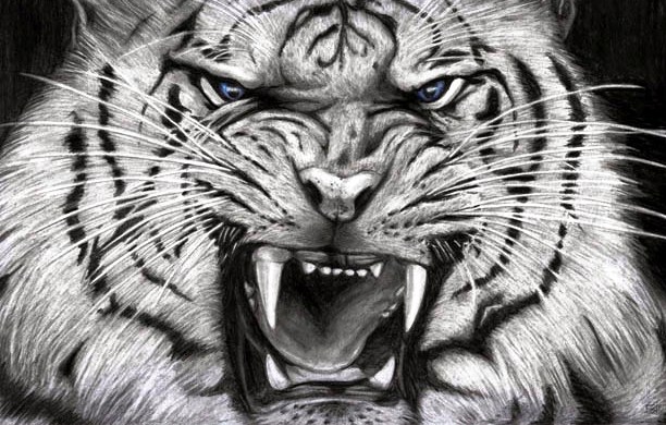 Image result for wallpaper harimau png