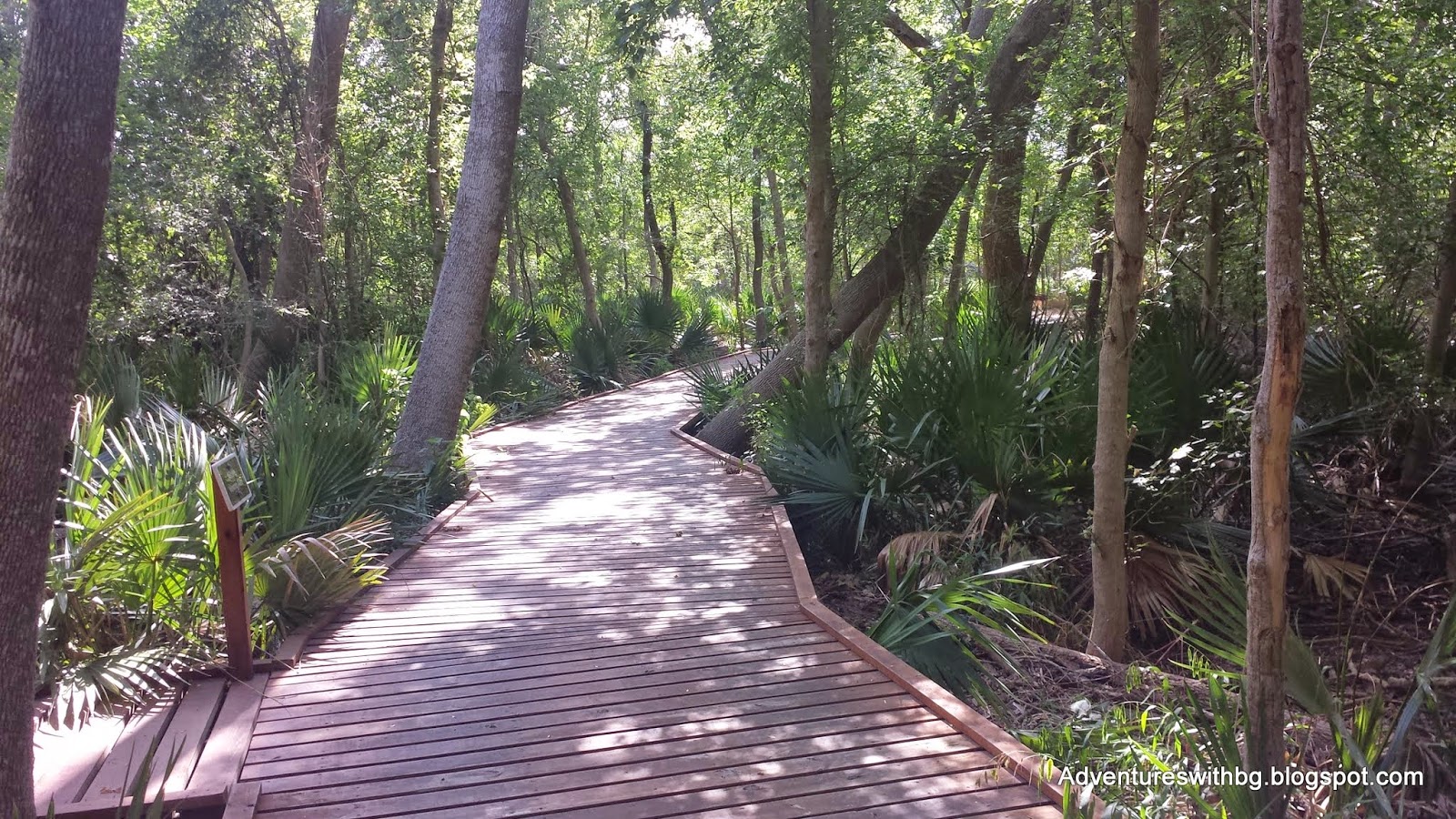 Boardwalk on The Ottine Swamp Trail at Palmetto State Park