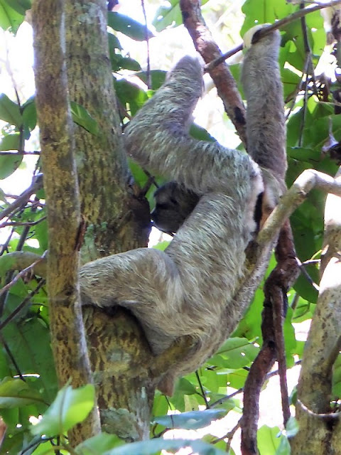 Perezoso en el Parque Nacional Manuel Antonio