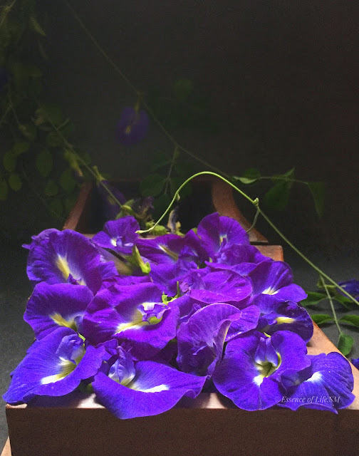 The Vibrant Blue Butterfly Pea Flower (Bunga Telang)