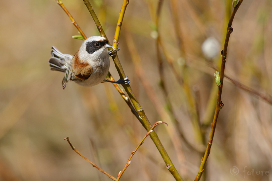 Kukkurtihane, Remiz pendulinus, Eurasian Penduline-tit, European, tihane