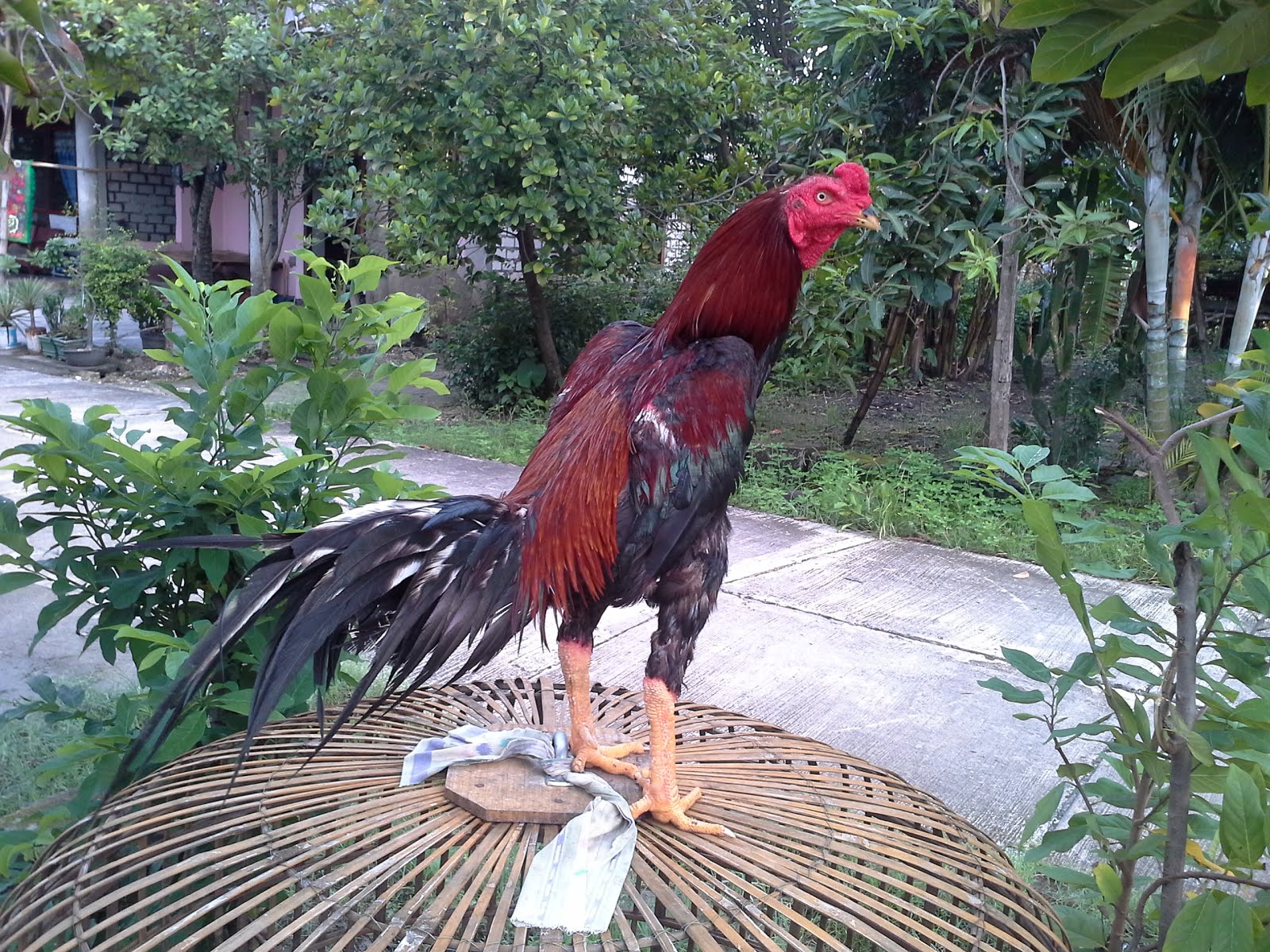  Ayam  Bangkok Kandang HERO gambar  ayam  bangkok jawara