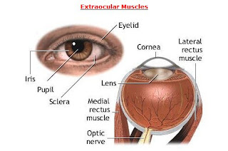 Extraocular Muscles