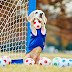 Goalkeeper dog sets record (Guinness World Record) 