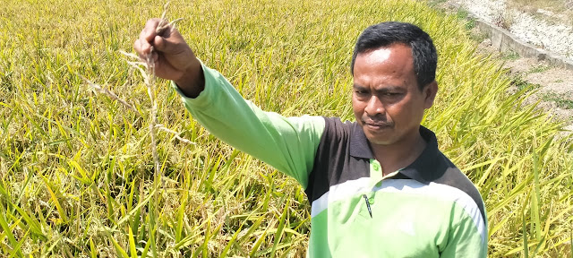 Jelang Musim Panen, Ratusan Hektare Lahan Pertanian Diserbu Hama Jelang Musim Panen, Ratusan Hektare Lahan Pertanian Diserbu Hama