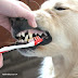 HOMEMADE DOG TOOTHPASTE FOR YOUR DOG