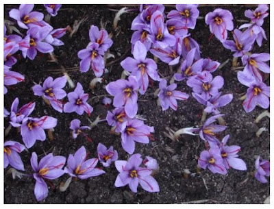 Floración de bulbos de Azafrán