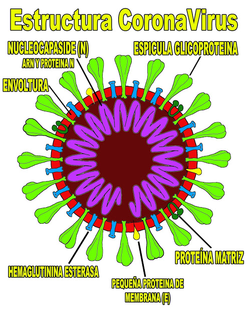 Estructura Coronavirus o Covid-19