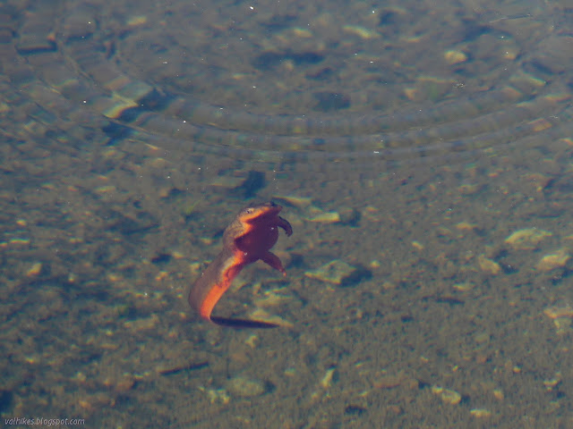 newt in the water with its belly showing