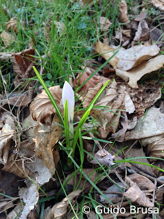 Crocus vernus cultivar