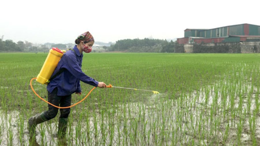 Thuốc trừ cỏ dại