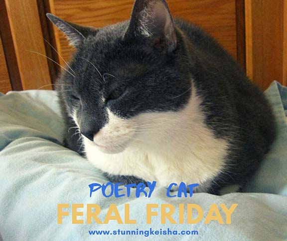 Feral Friday: The Poetry Cat