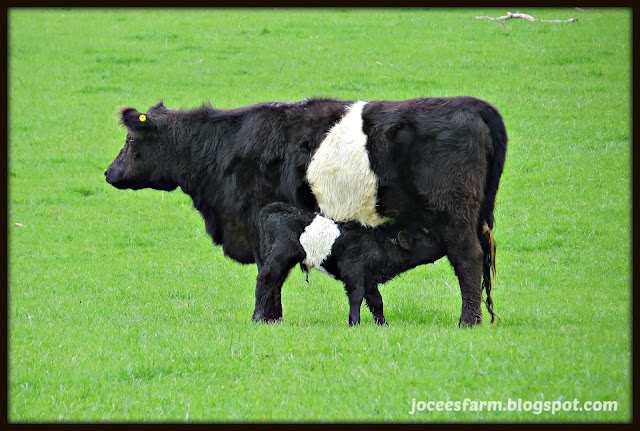 Calf time @ Jocees Farm