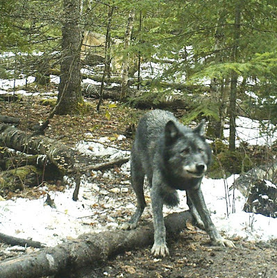 wolf pack at west end of Red Lake, Ontario