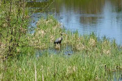 heron in a riparian zone