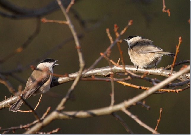 marsh_tit
