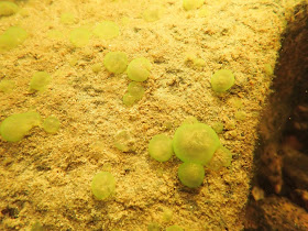 Vihreitä palluroita kiven pinnalla veden alla. 
