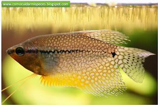 Gourami Perla macho, radios que se alargan más allá de la aleta