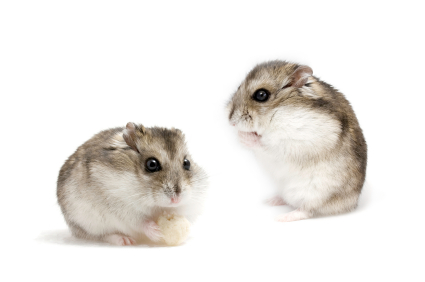 Cara Pelihara Hamster Di  Kosan Tuh Begini Life For Love