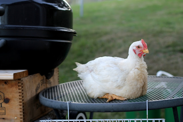 Broiler chick day 38