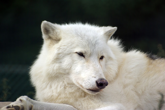 Snowball With Teeth by Property#1 from flickr (CC-NC-ND)