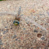 I found dragonfly with a face Images pictures photos free download
