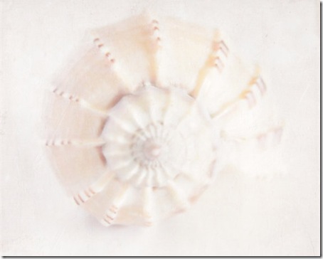 Shell by Angela Lynn