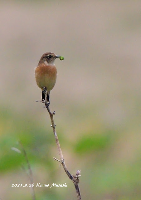 宮城の野鳥