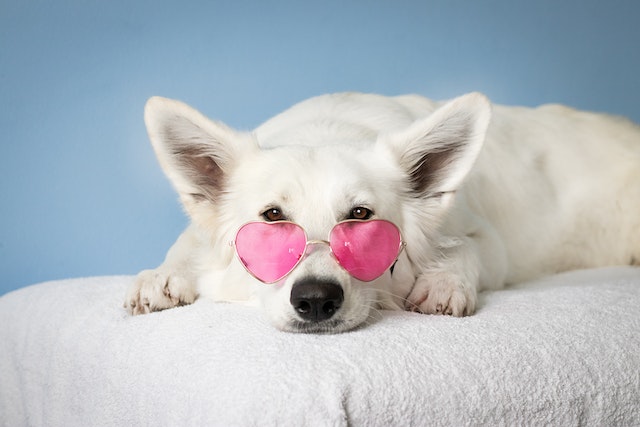 Cão branco usando óculos rosa