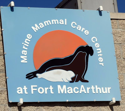 Marine Mammal Care Center (MMCC) by Stacey Kuhns